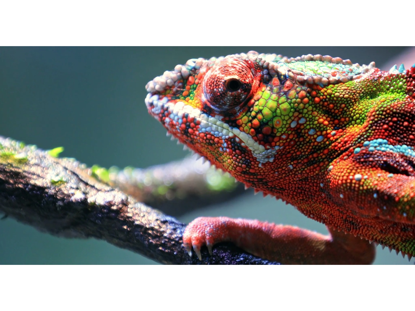 Bildekalibrering - folder TV-ramme & tilbehør