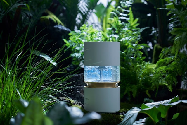 Rainforest Rainforest